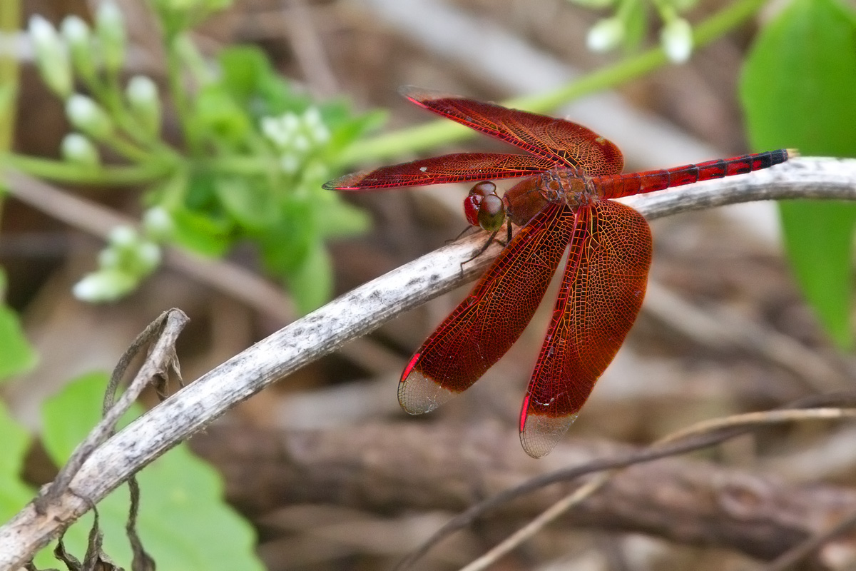 Neurothemis terminata