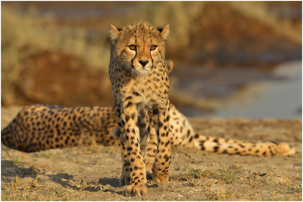 Bicolor (Forum für Naturfotografen)