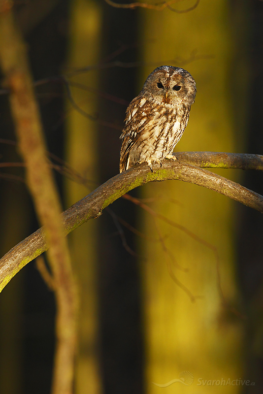 Waldkauz (Strix aluco)