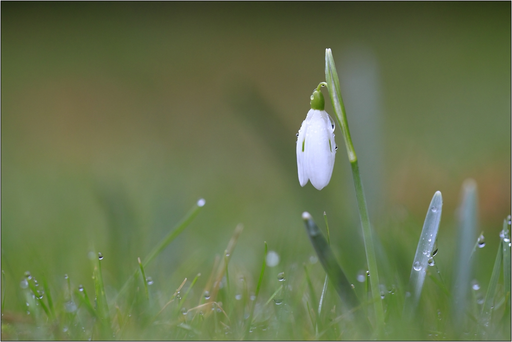 Ein Schneeglöckchen macht noch keinen Frühling