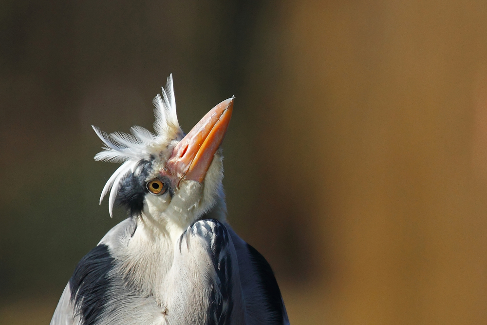 Komischer Vogel