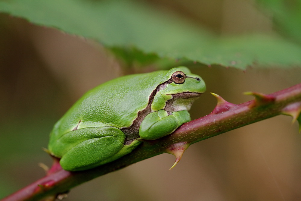 Laubfrosch...