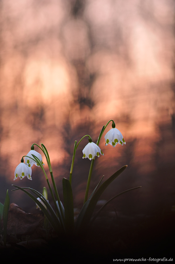 Abend im Auwald