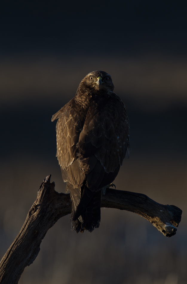 Bussard ...