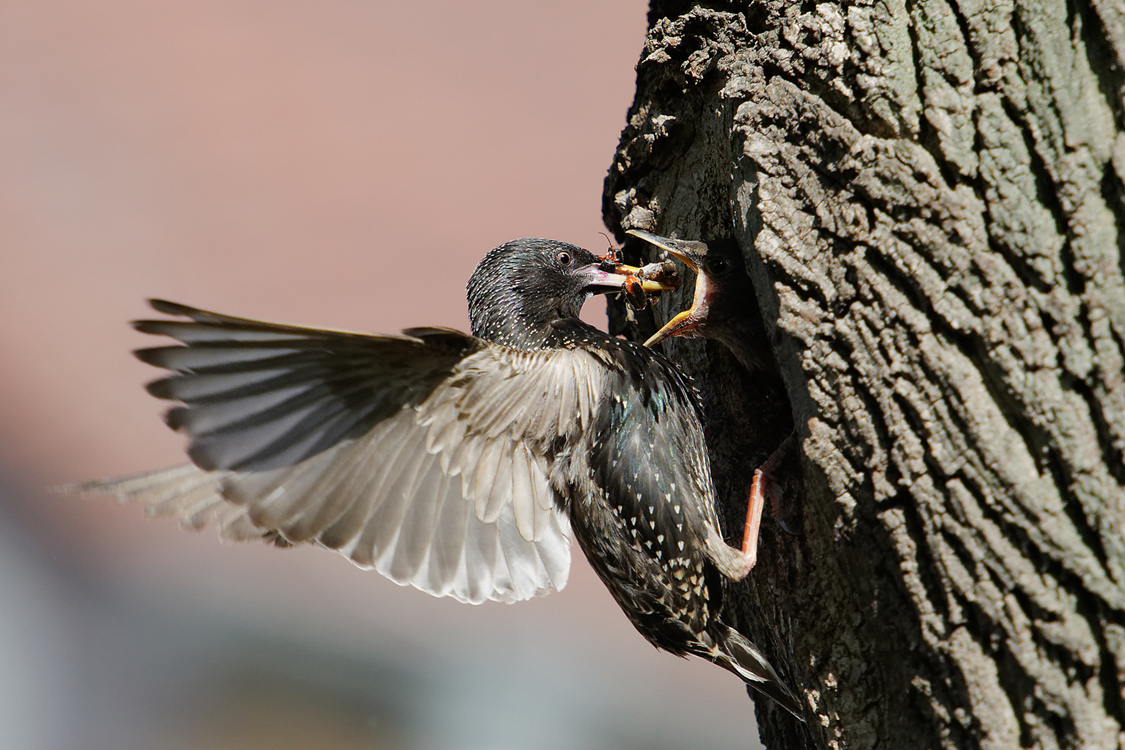 Star am Nest