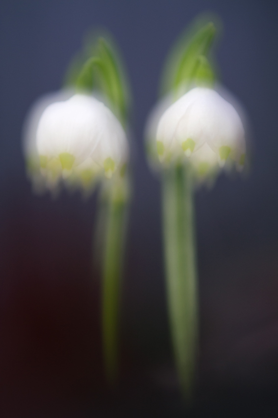 Doppeltes Doppel