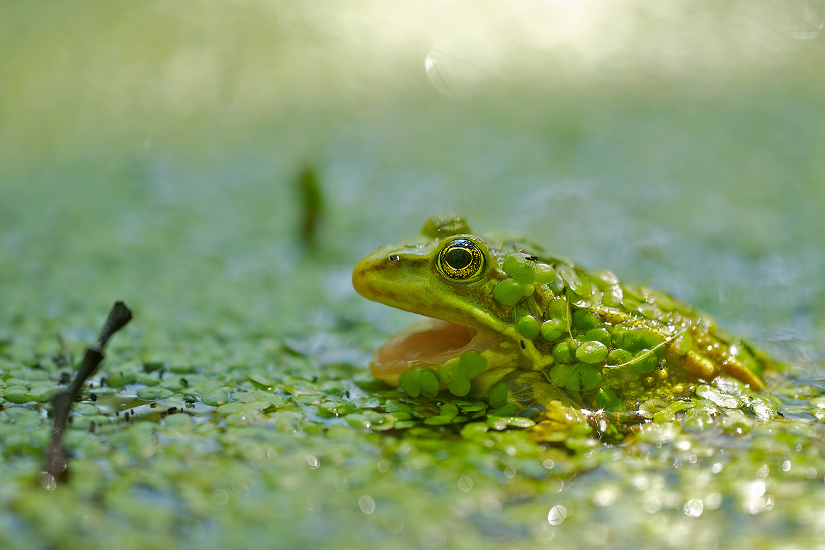 Linseneintopf an Frosch