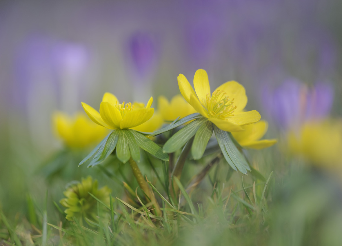 Frühlingserwachen