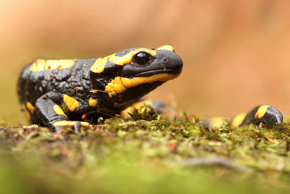 Feuersalamander (Salamandra salamandra)