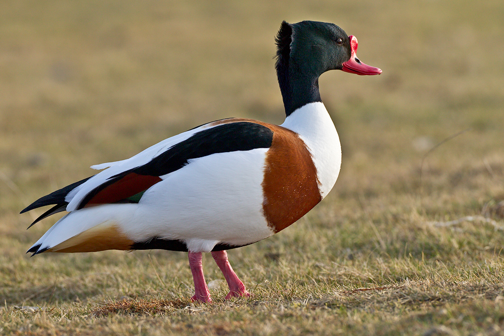 Die Balz beginnt (Forum für Naturfotografen)