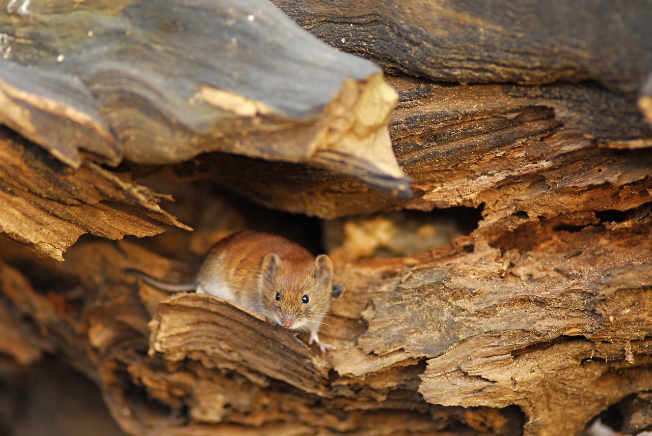 ich habe eine kleine Maus versteckt