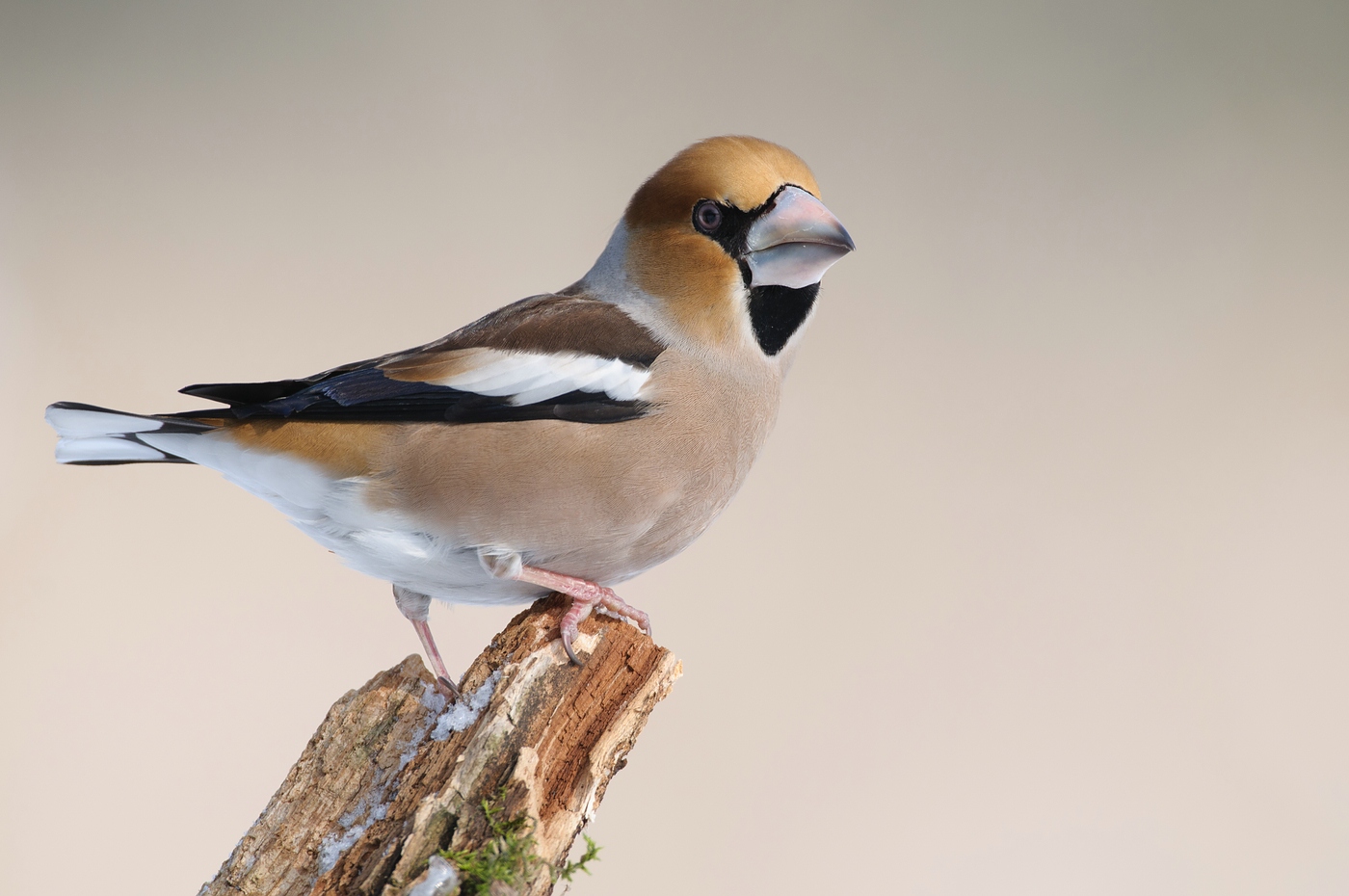 Kernbeißer (Coccothraustes coccothraustes)