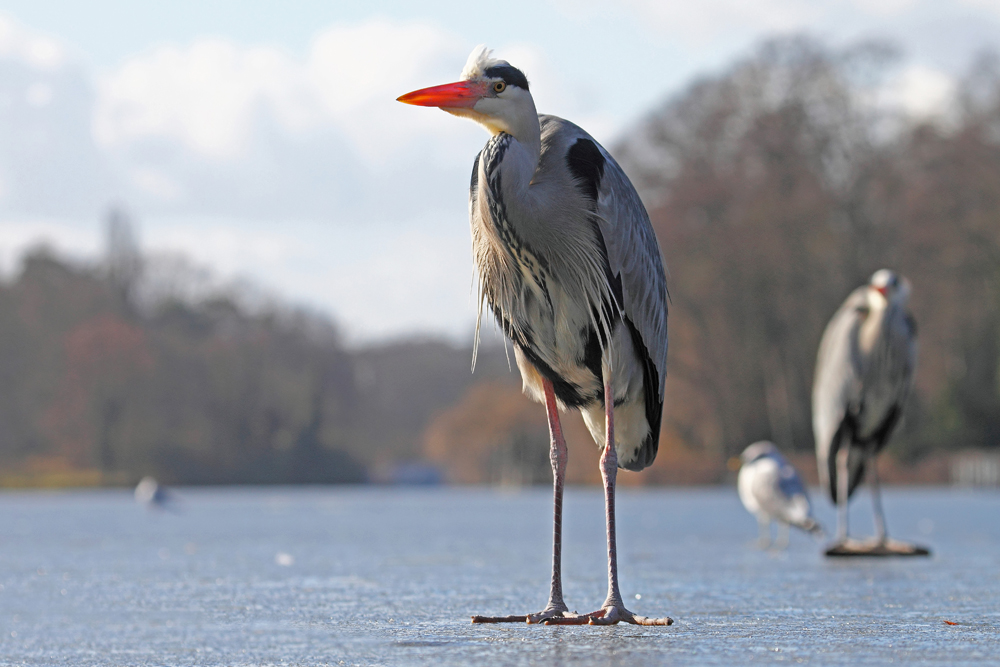 Haste was zu futtern ???