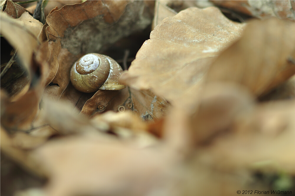 "versteckt  / angepasst"