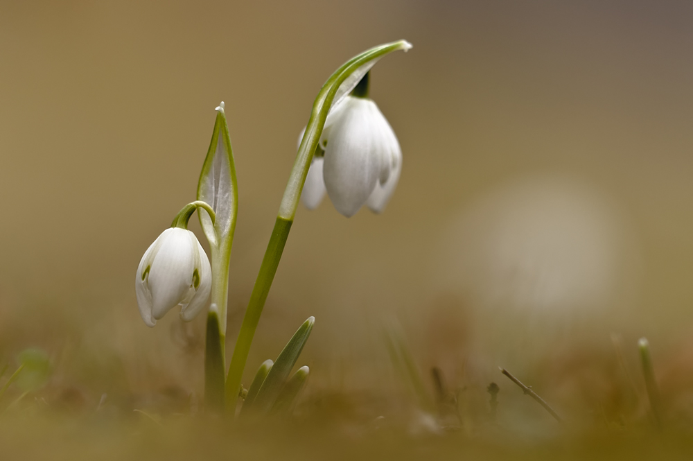 Schneeglöckchen