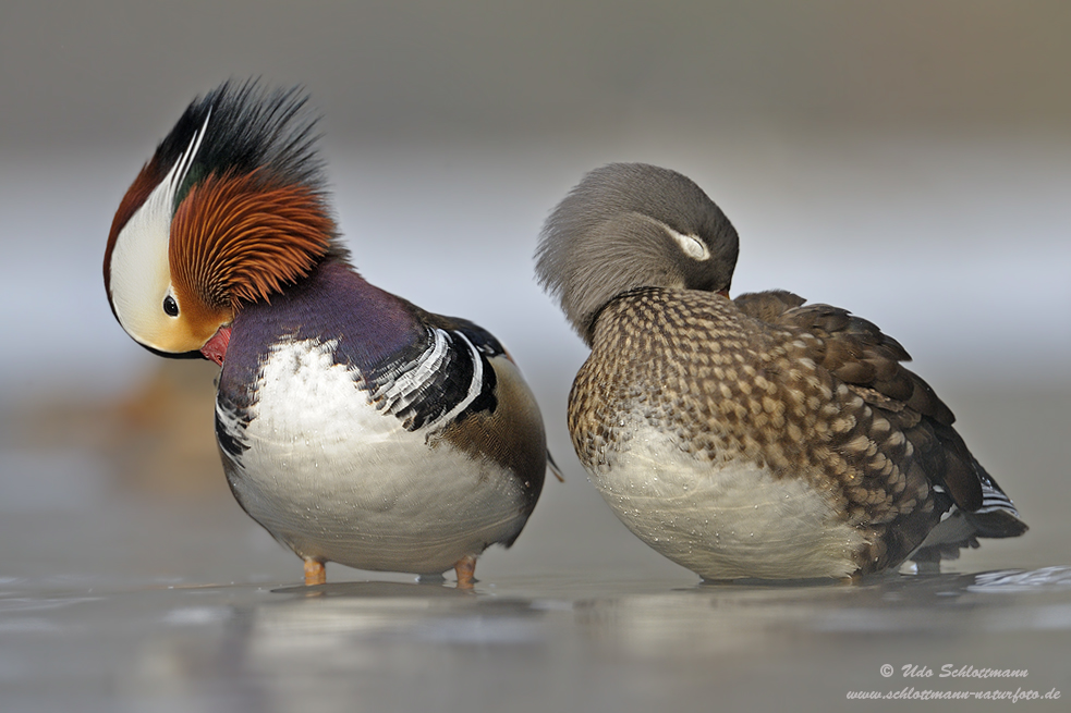 Mandarinenten (wildlife)