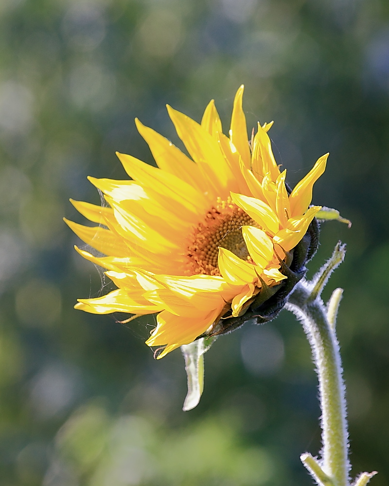 Sommersonne (Forum für Naturfotografen)