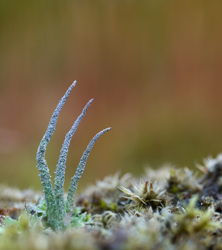 "cladonia coniocraea"