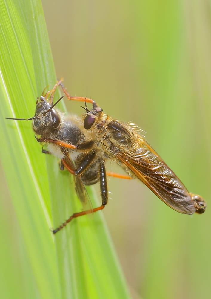 Gartenraubfliege