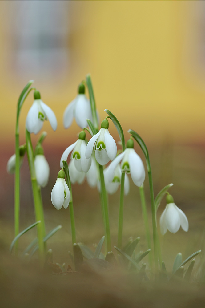 Frühlingserwachen