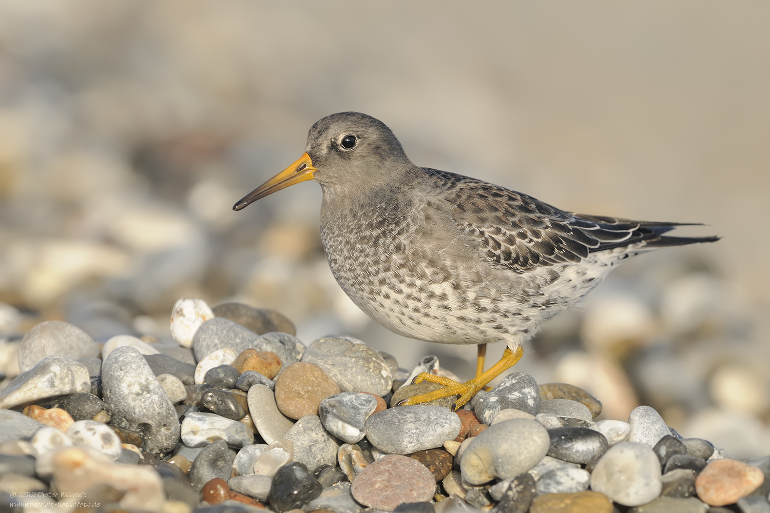 Meerstrandläufer