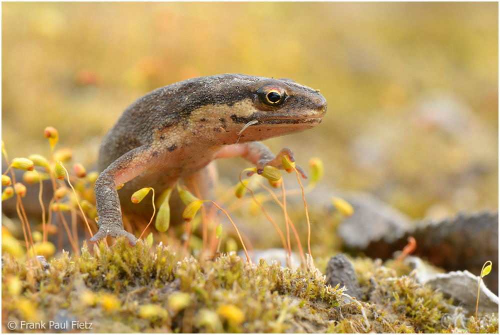 Teichmolch - Lissotron vulgaris