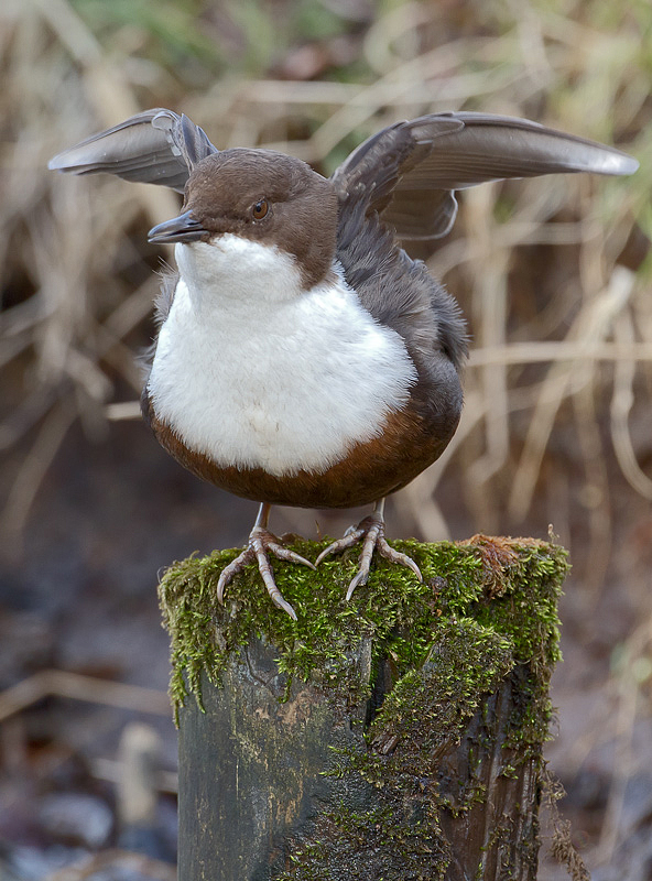 Scheinbar contergangeschädigte Wasseramsel...