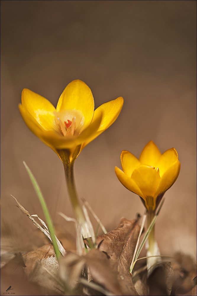 " Krokus im Laub"