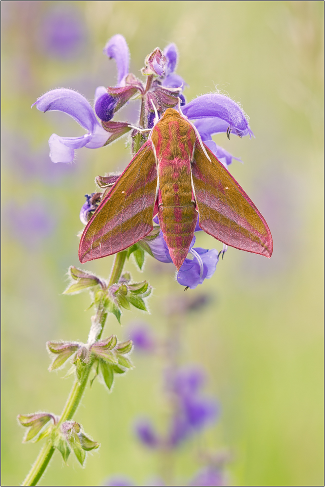 Deilephila elpenor