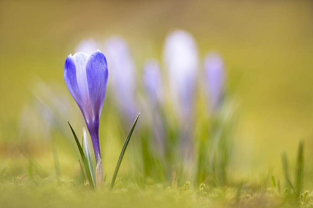 Krokus