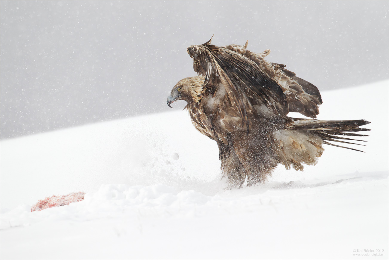 The eagle has landed