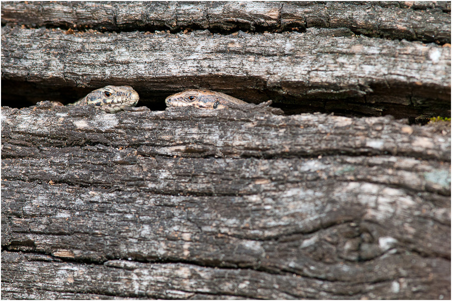 Podarcis muralis