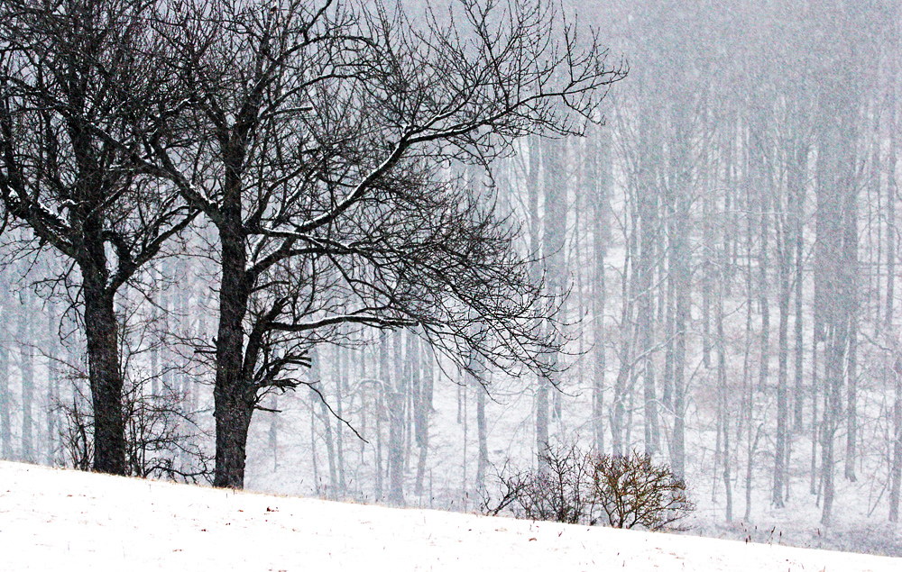 ~ Letzter Wintergruß ~