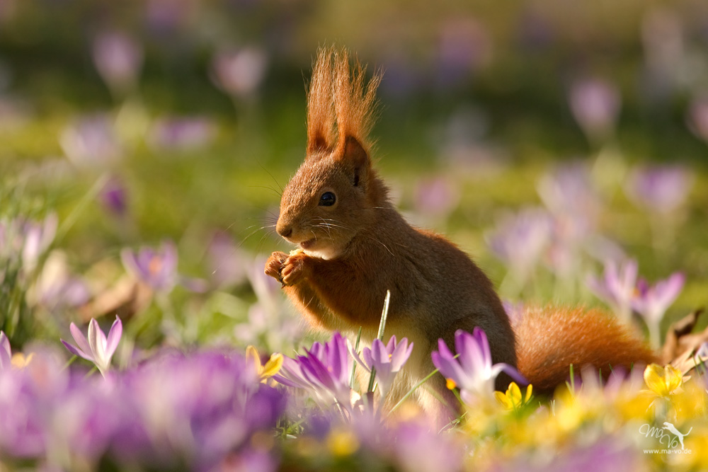 Ich bin immer noch verliebt .. (Forum für Naturfotografen)