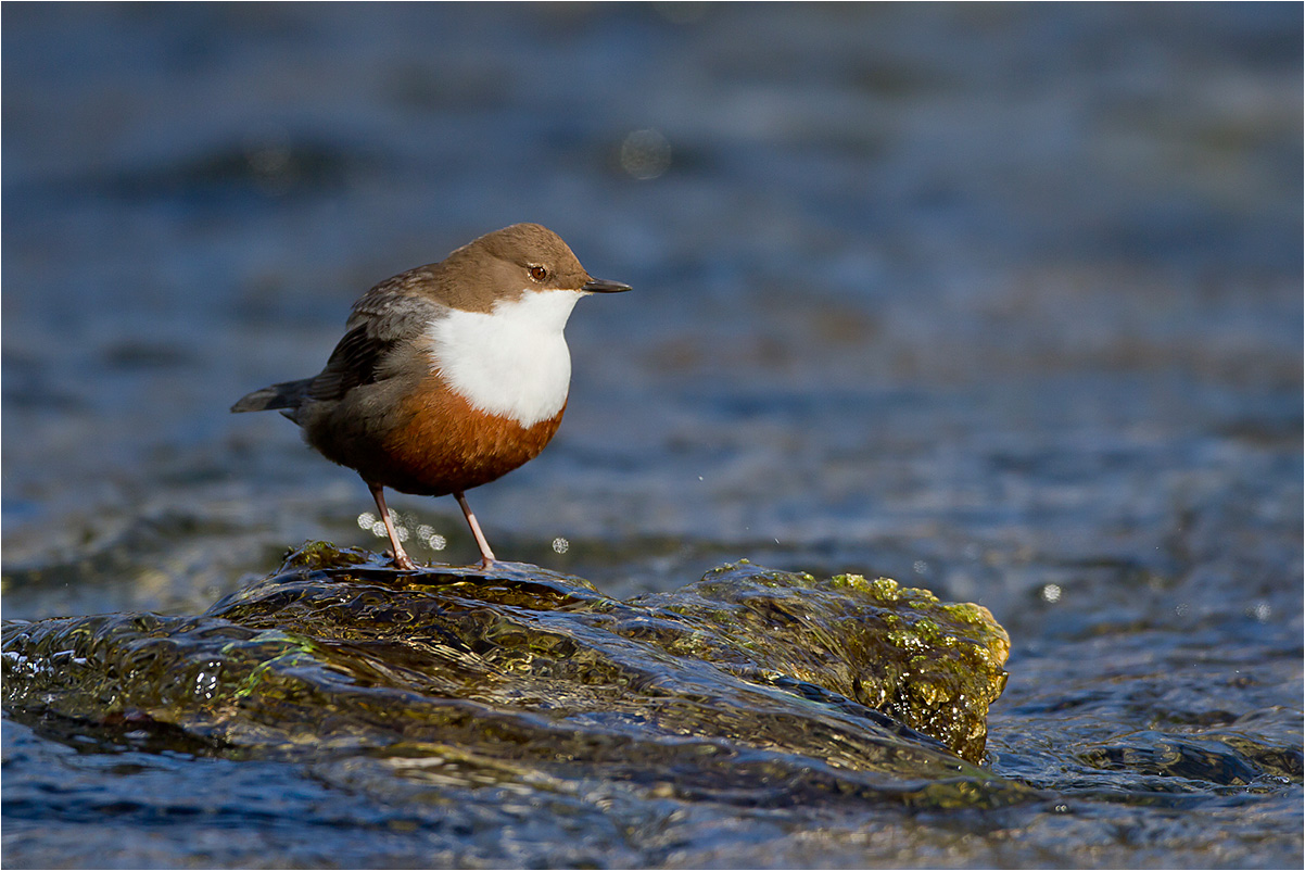 Wasseramsel