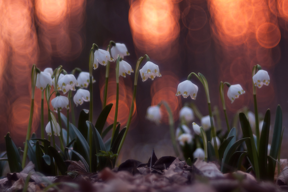 Lichtkreisregen in den Märzenbechern