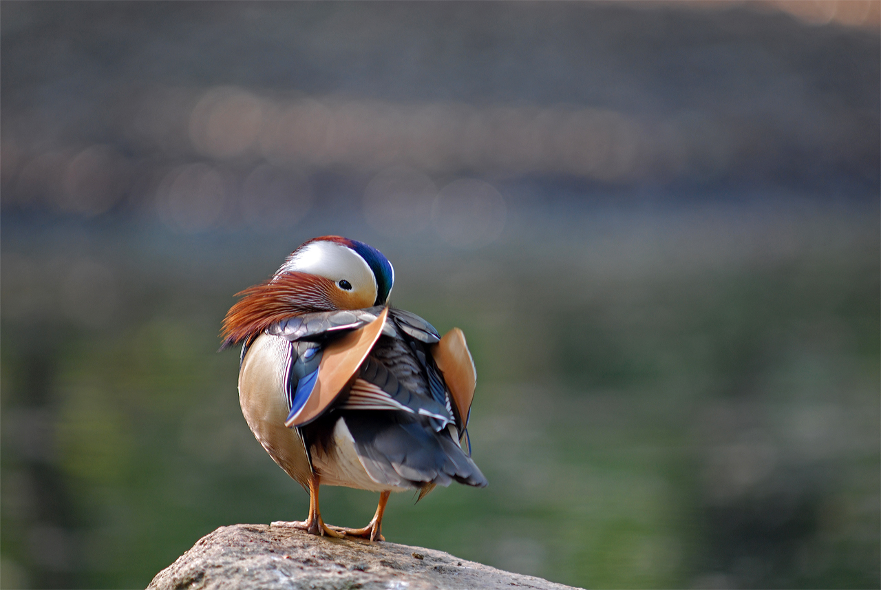 Rückkehr des Mandarin