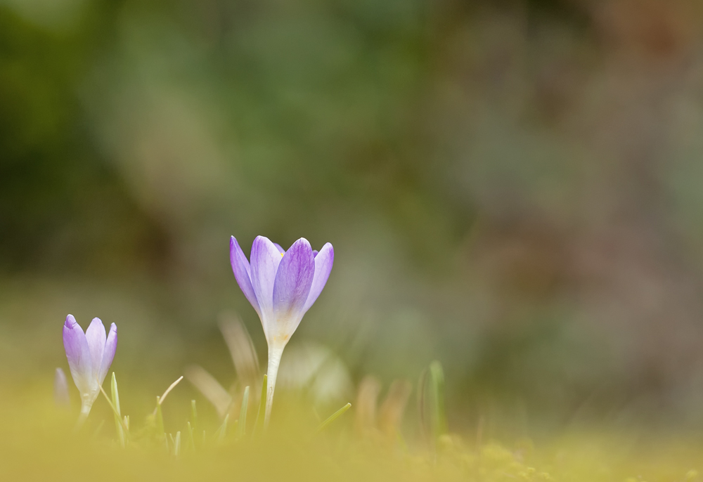 Noch ein paar Krokusse