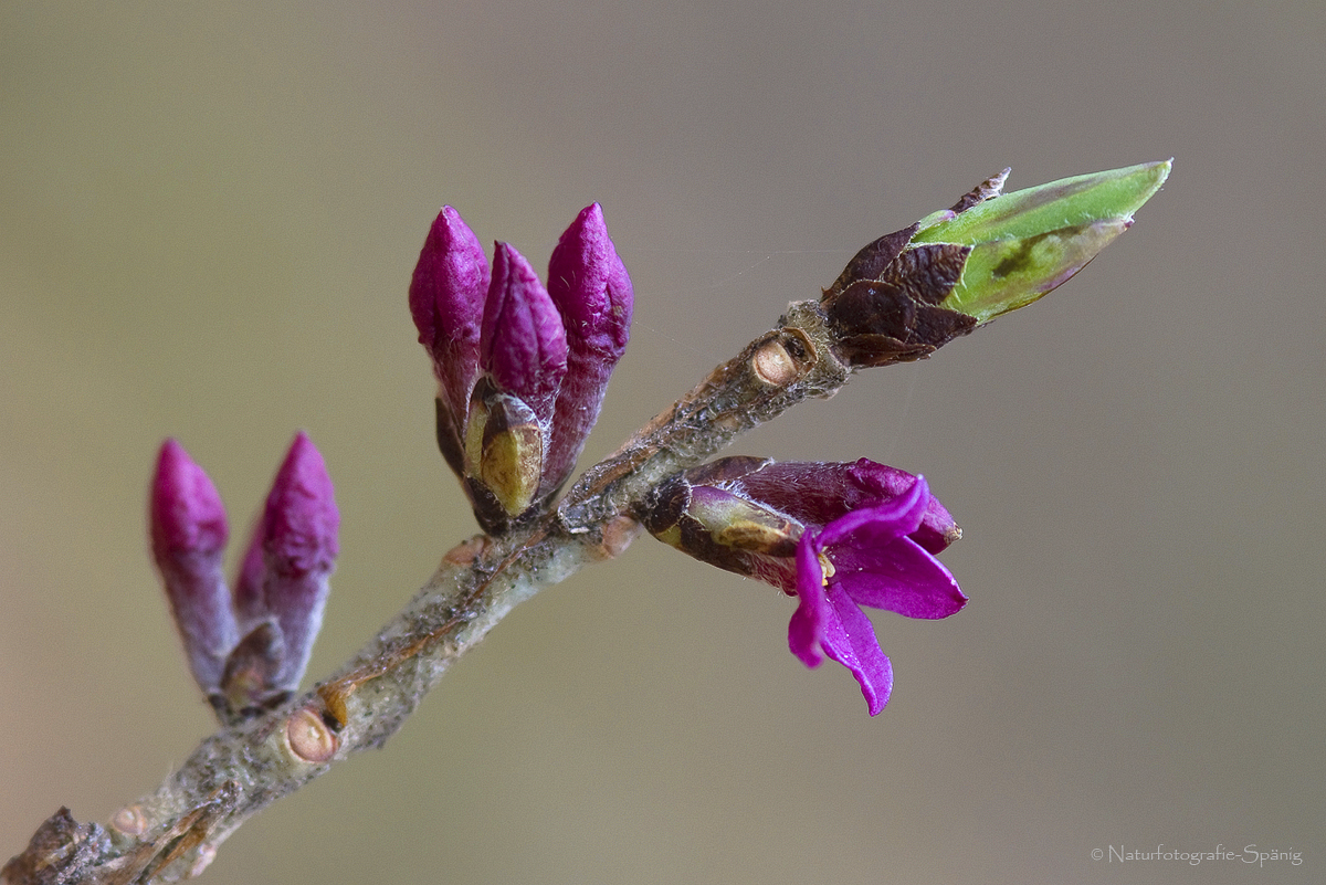 Und es wird doch Frühling ...