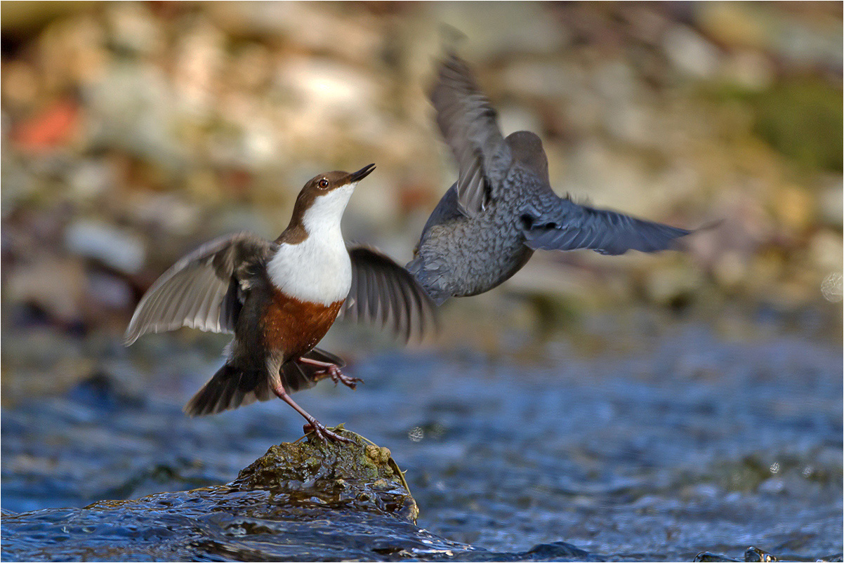 Wasseramsel-Balz