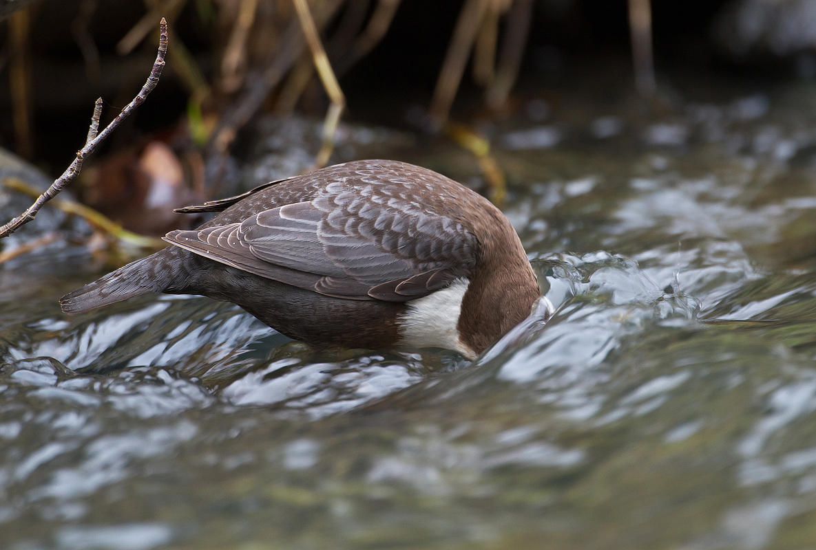 "Wasserlugende" Wasseramsel...