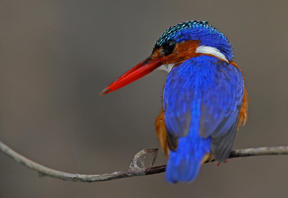 Malachite Kingfisher