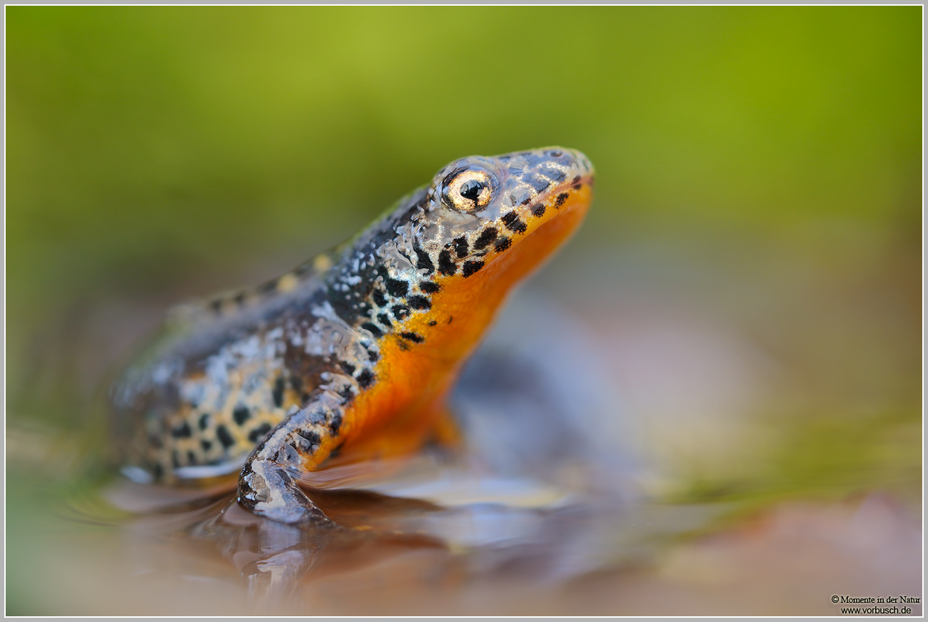 Bergmolch (Triturus alpestris)