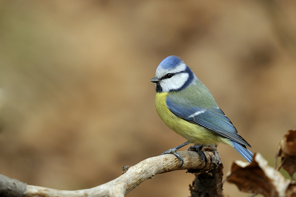 Blaumeise im Buchenwald