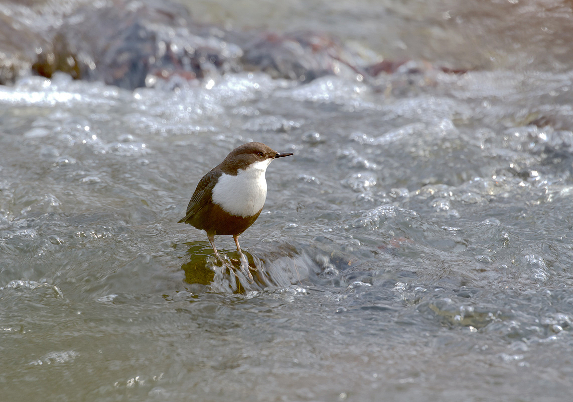 Bevor ich "meine" zeitweilig eingereiste Wasseramsel...