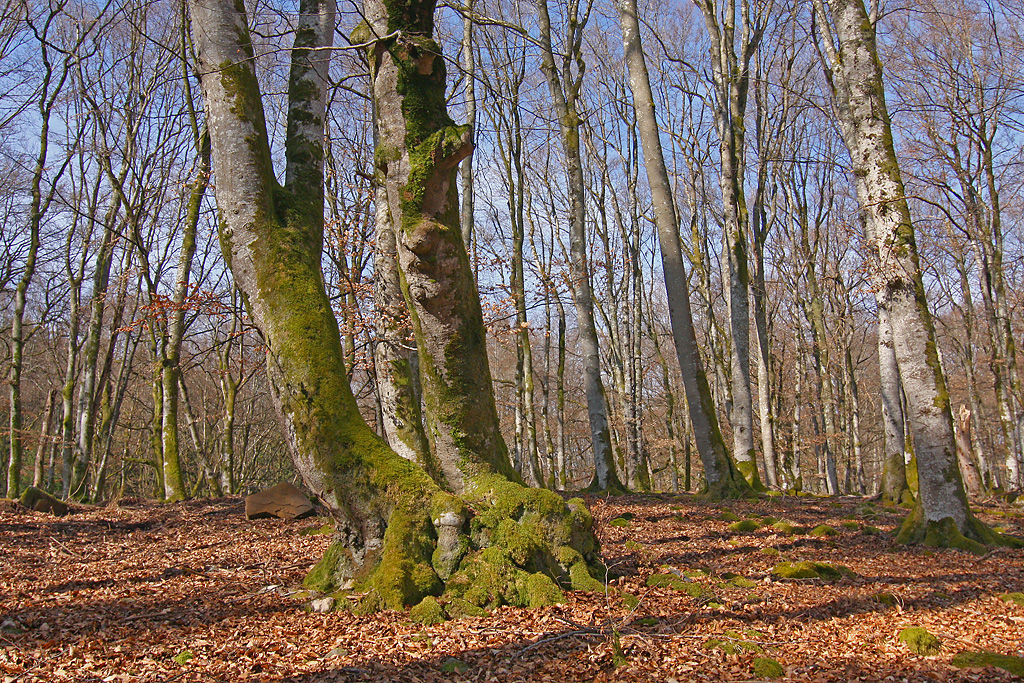 im alten Buchenwald