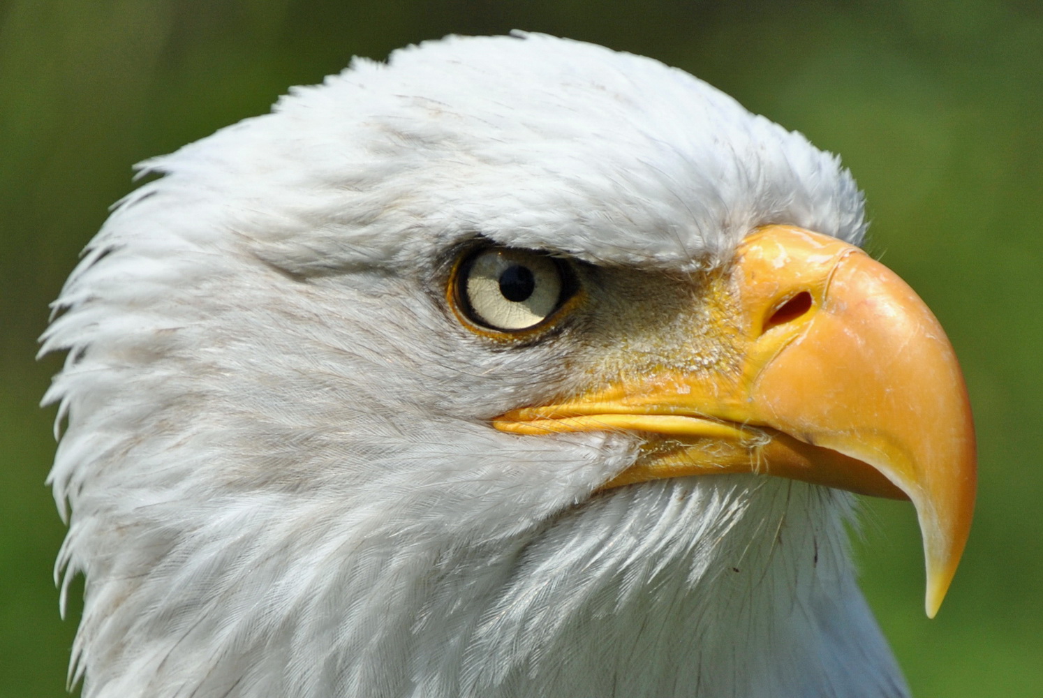 eyes of the eagle