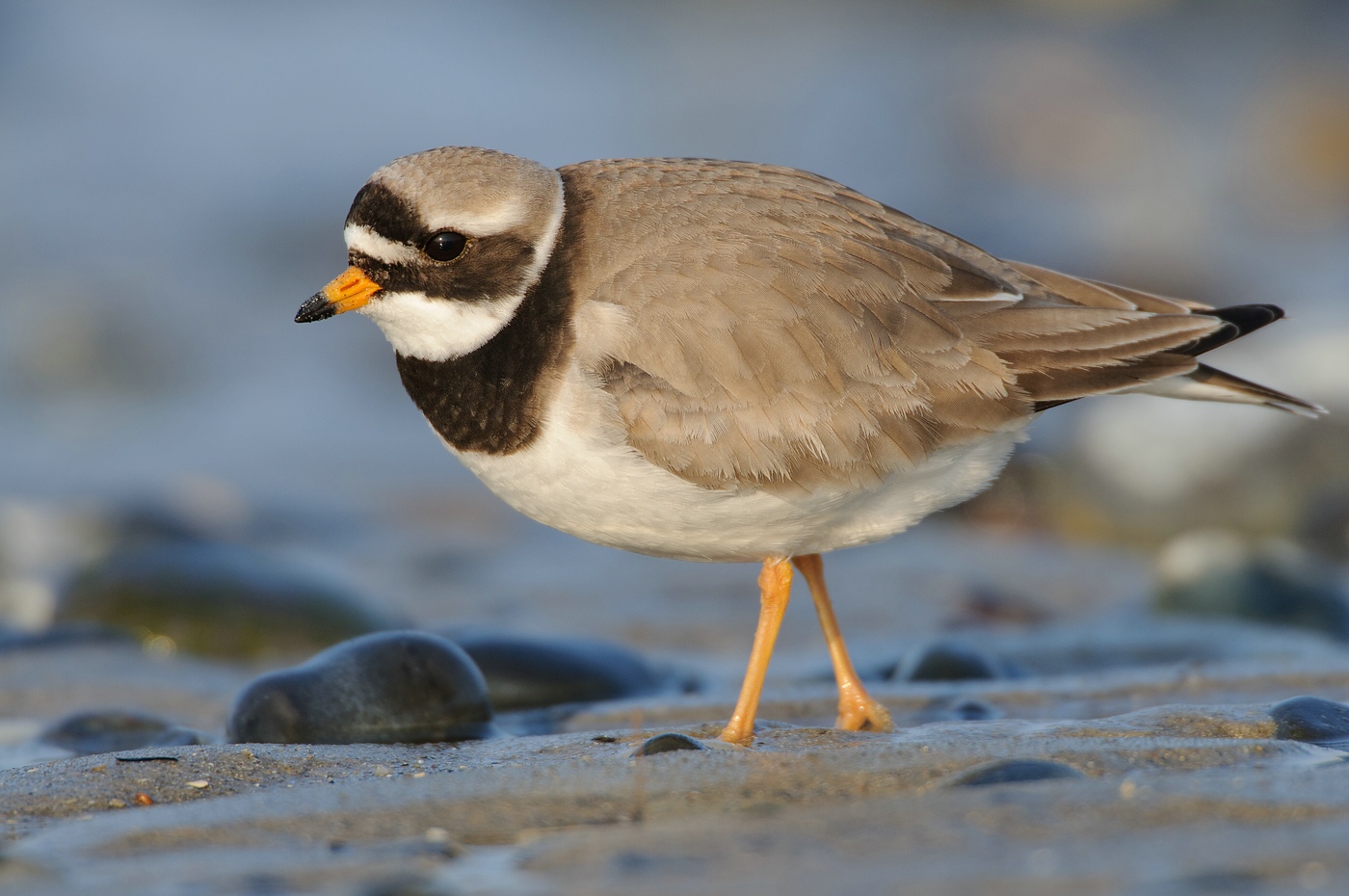 Sandregenpfeifer (Charadrius hiaticula)