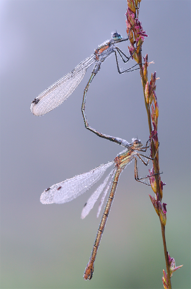 Binsenjungfer, Doppelpack