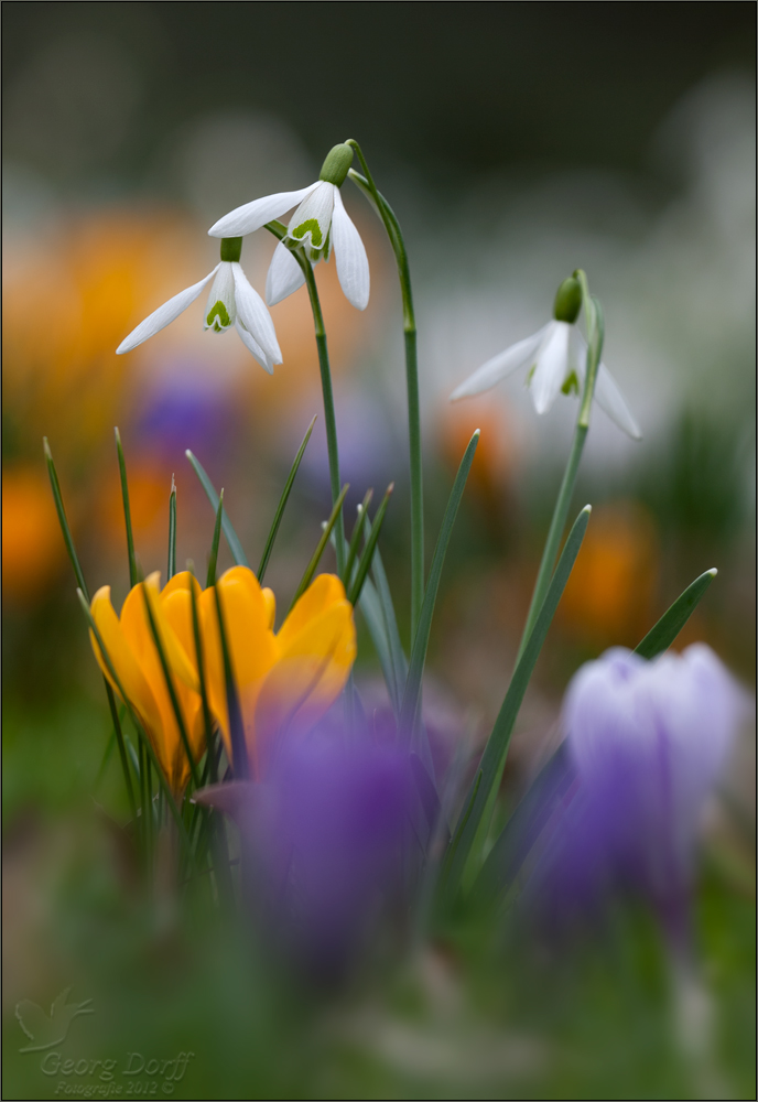 Farben des Frühlings..